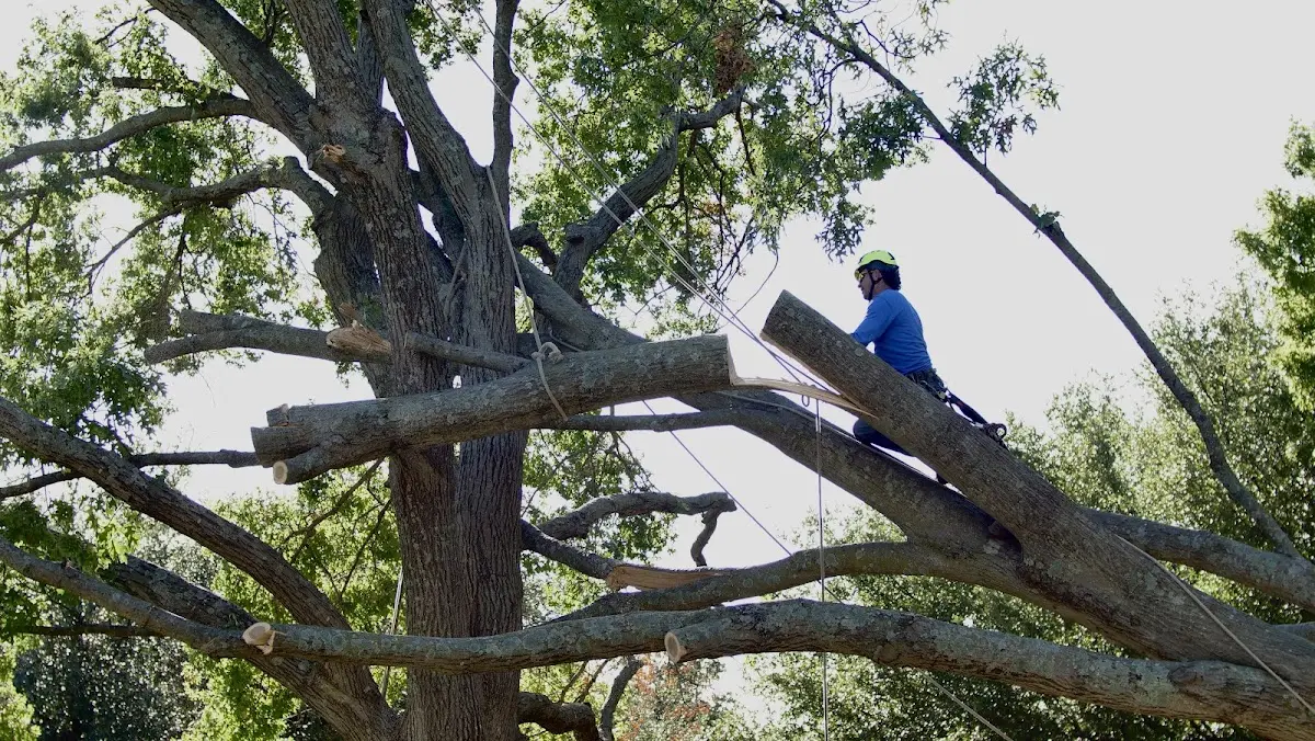 Professional Crown Thinning performed by certified arborists in Byron